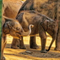 Udawalawe - Elephant Transit Home